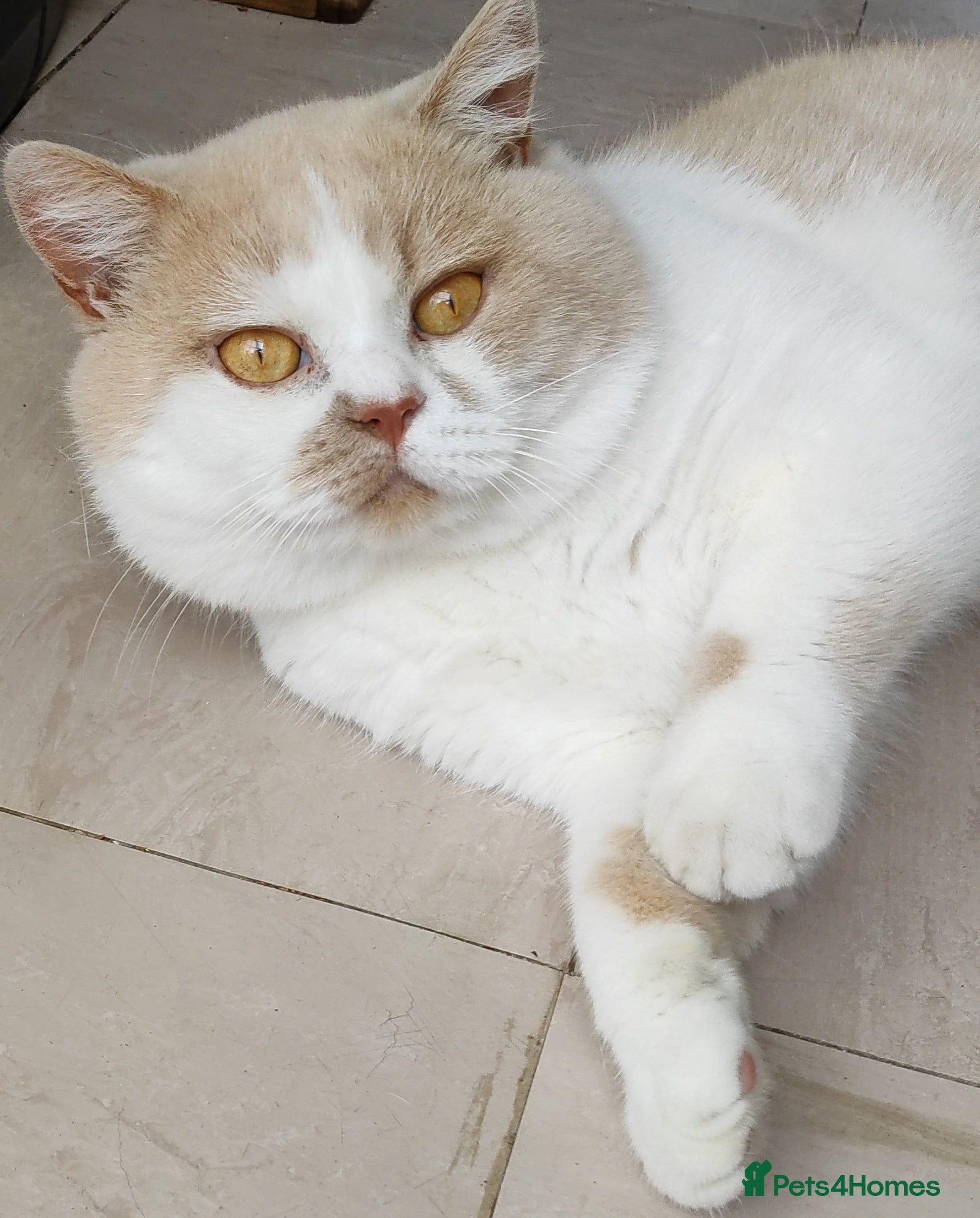 British Shorthair cats GCCF/TICA proven cream and white bicolour stud  in London - Advert 7