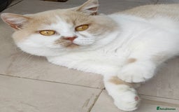 British Shorthair cats for stud: GCCF/TICA proven cream and white bicolour stud  in London - Image 1