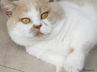 British Shorthair cats in London - Advert 33