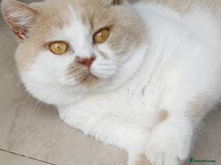 British Shorthair cats GCCF/TICA proven cream and white bicolour stud in London - Advert 15