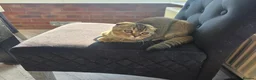 Scottish Fold cats for sale: Beautiful Scottish fold female - Advert 3