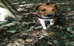 Plummer Terrier dogs for sale: Loving Plummer Terrier for Re Homing - Image 3