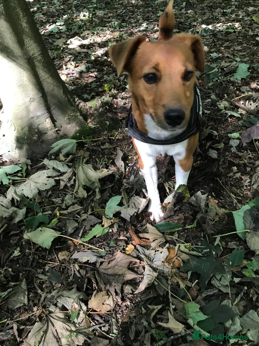 Plummer Terrier dogs for sale: Loving Plummer Terrier for Re Homing - Image 3