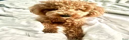 Cockapoo dogs for sale: Stunning Cockapoo Boy Ready for His Forever Home - Advert 5