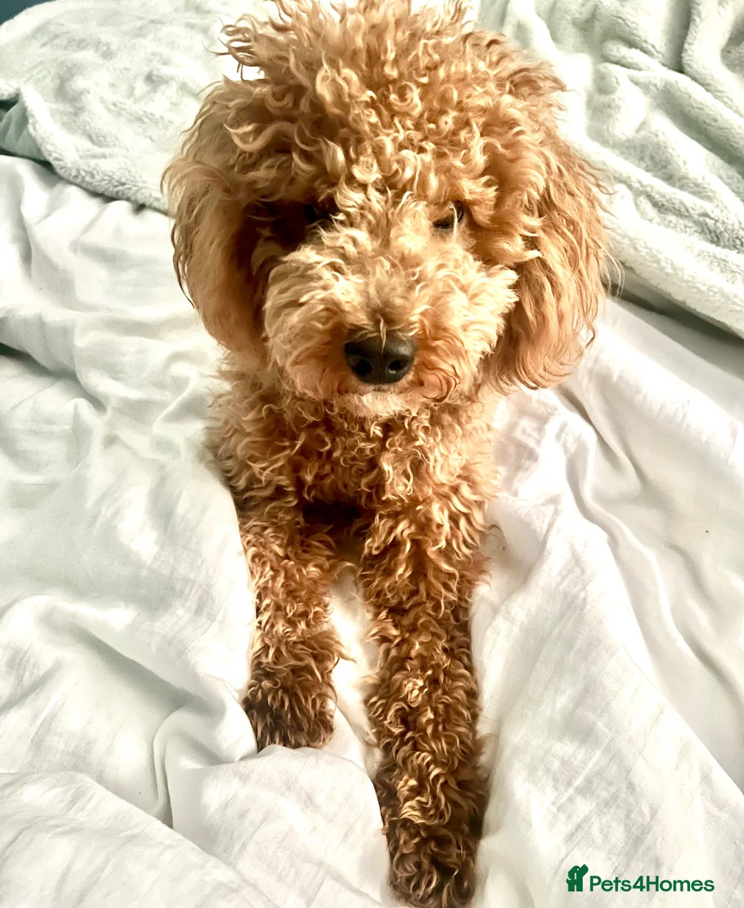Cockapoo dogs for sale: Stunning Cockapoo Boy Ready for His Forever Home - Advert 5