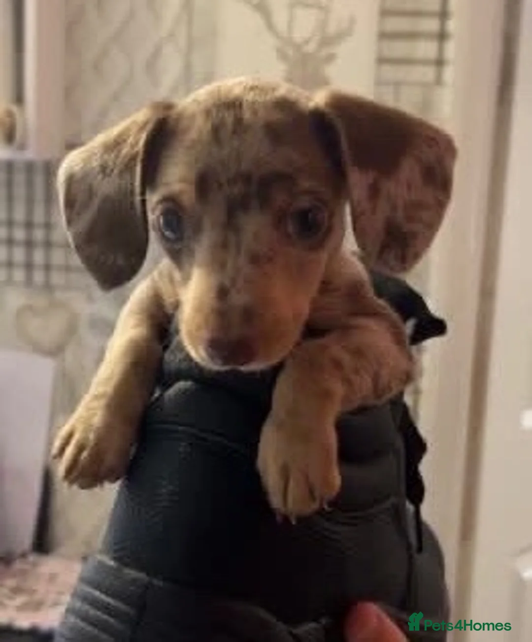 Miniature Dachshund dogs for sale: Miniature dachshund puppy  in Liverpool - Advert 1