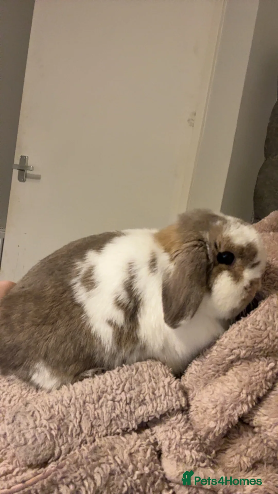 Mini Lop rabbits for sale: Mini lop  - Advert 3