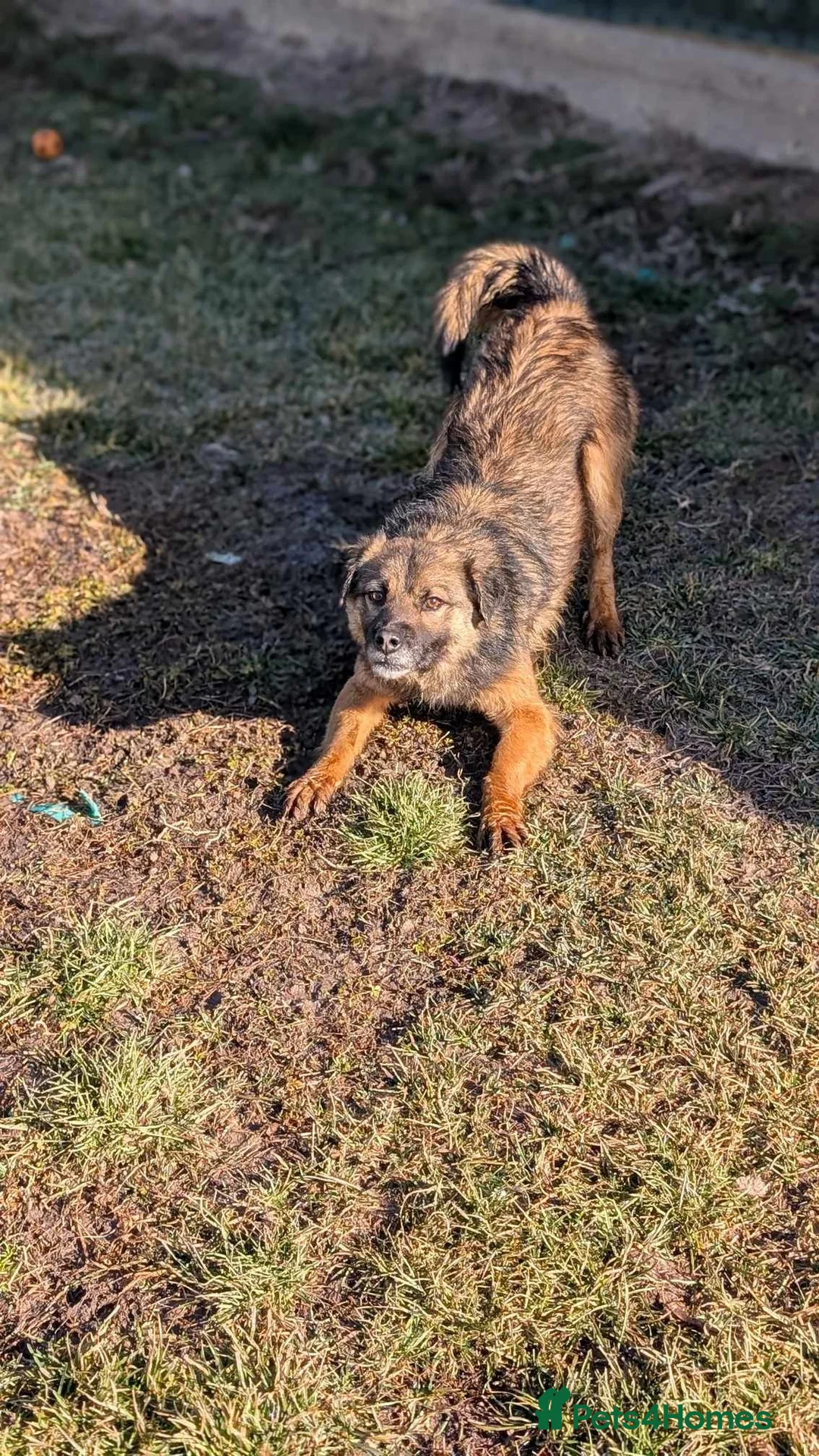 Mixed Breed dogs for adoption: Etta for adoption - Advert 6