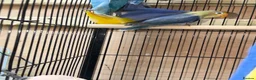 Lovebirds birds for sale: Baby lovebirds - Advert 4
