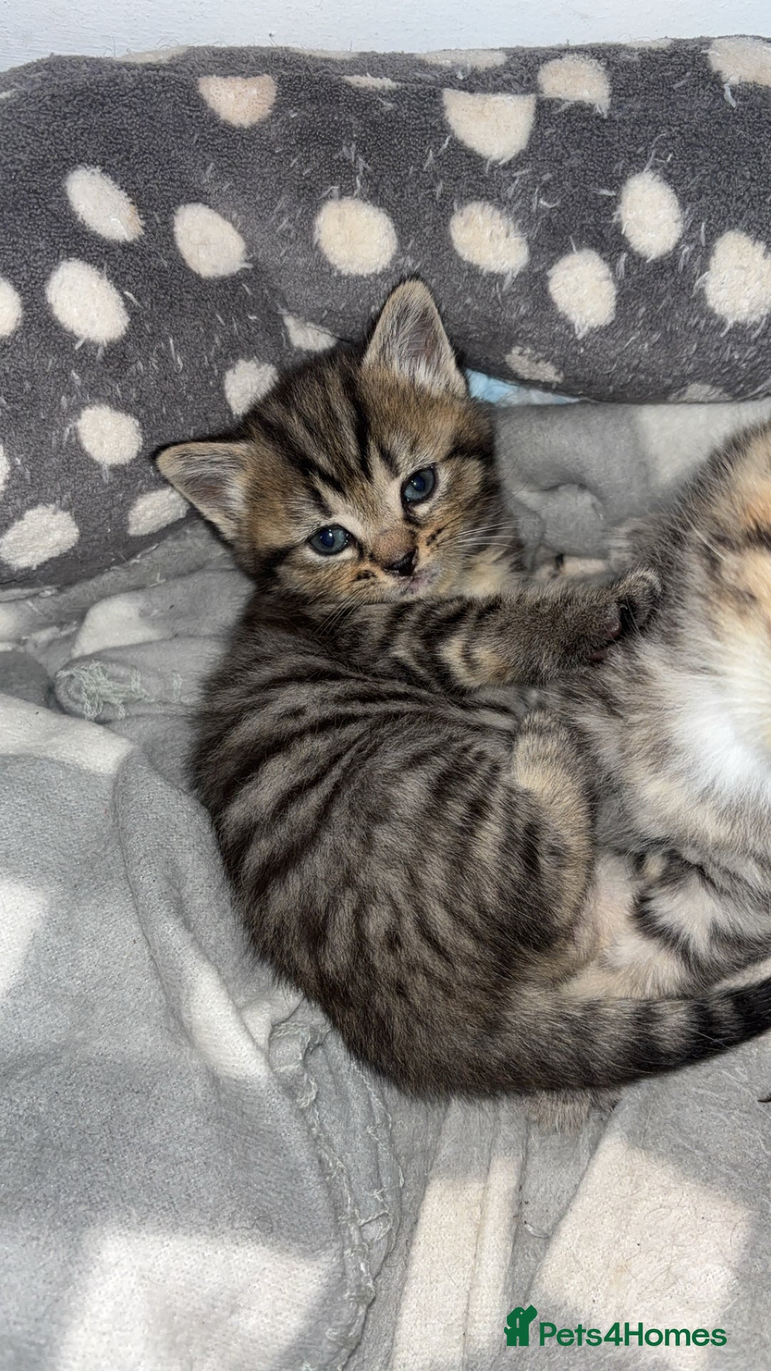 Domestic Shorthair cats for sale: Our Tabby has had kittens again - Advert 6