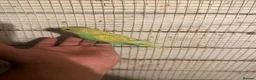 Budgerigars birds for sale: Budgies for sale £40 each collection mk404nn - Advert 4