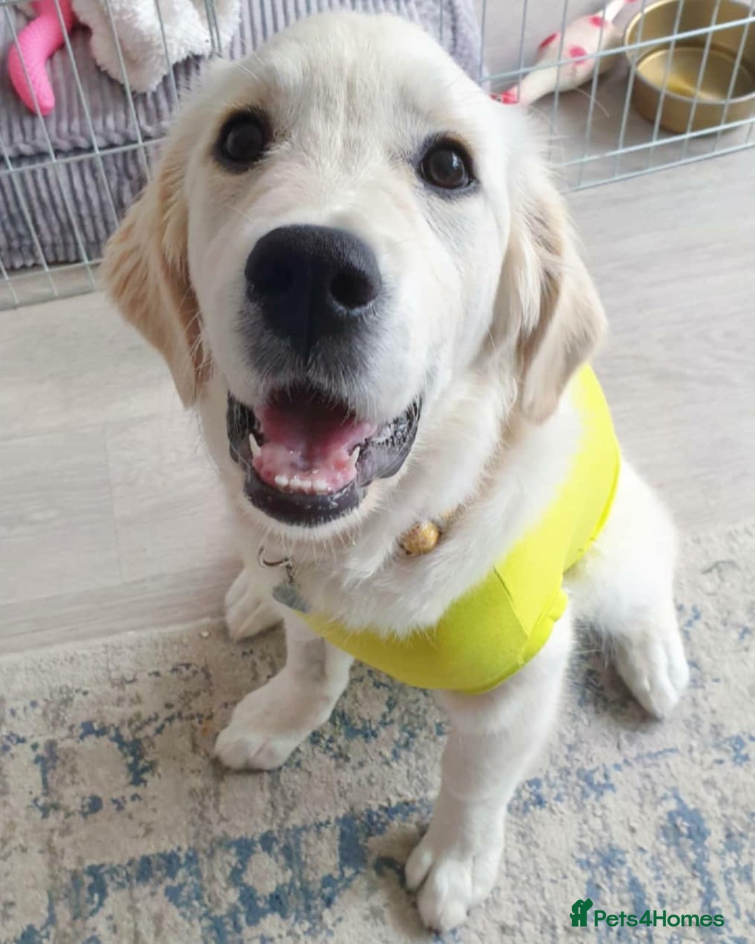 Golden Retriever dogs for sale: Retriever Puppy Looking for Her Forever Home - Image 8