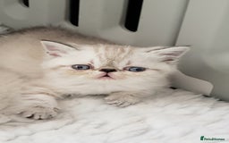 Exotic cats for sale: Fabulous  Colour Point Babies  - Image 1