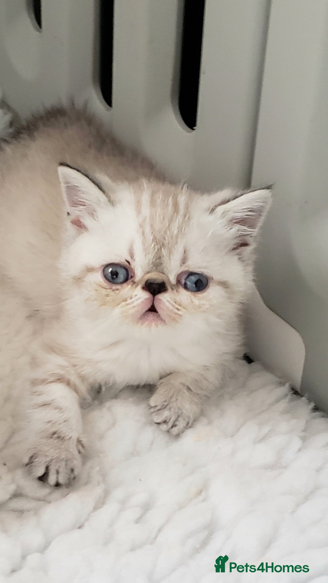 Exotic cats for sale: Fabulous  Colour Point Babies  - Image 1