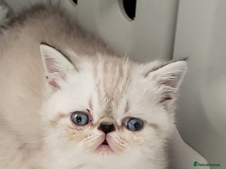 Exotic cats - Advert 6