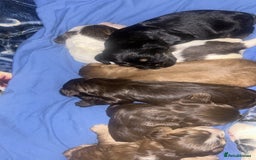 Cocker Spaniel dogs for sale: Kc registered Adorable Show cocker   puppy’s 🐶🐶 - Image 2