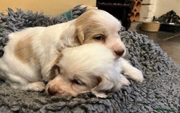 Clumber Spaniel dogs for sale: Beautiful Hybrid Clumber pups available  - Image 8