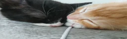 Mixed Breed cats for sale: 5 beautiful kittens for sale - Advert 2