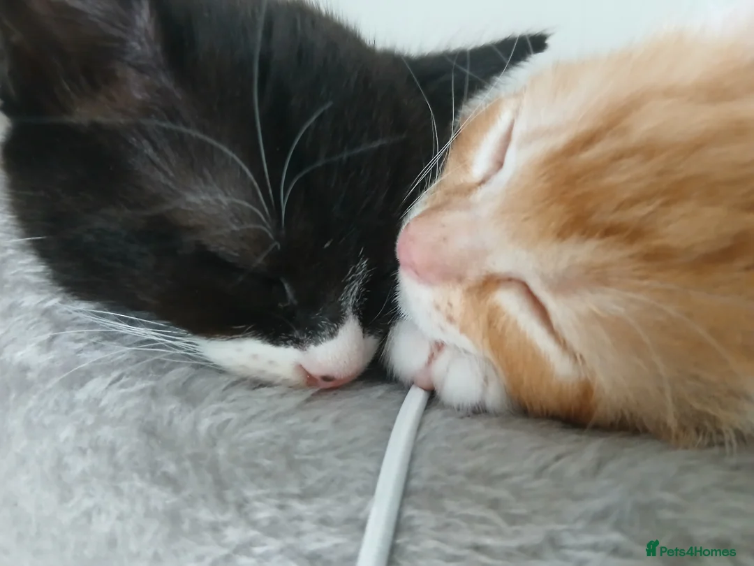 Mixed Breed cats for sale: 5 beautiful kittens for sale - Advert 2