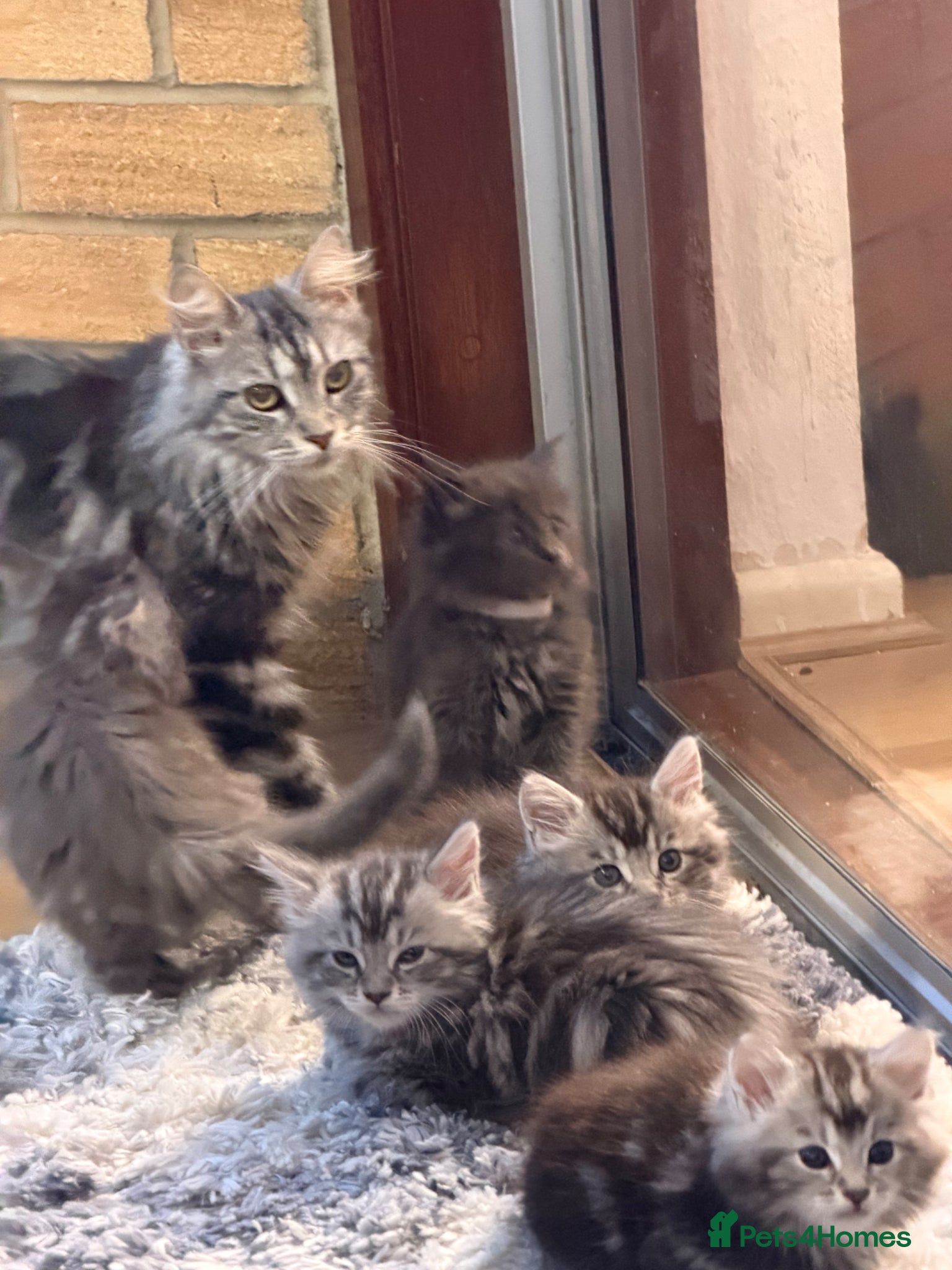 Maine Coon cats Maine Coon kittens - Advert 3