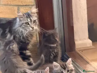 Maine Coon cats Maine Coon kittens - Advert 3
