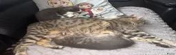 British Shorthair cats for sale: 2 kittens for sale 1male 1 female  - Advert 26