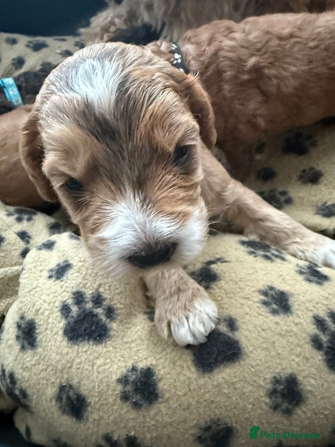 Cockapoo dogs for sale: 5 Beautiful Cockapoo Puppies  - Image 15