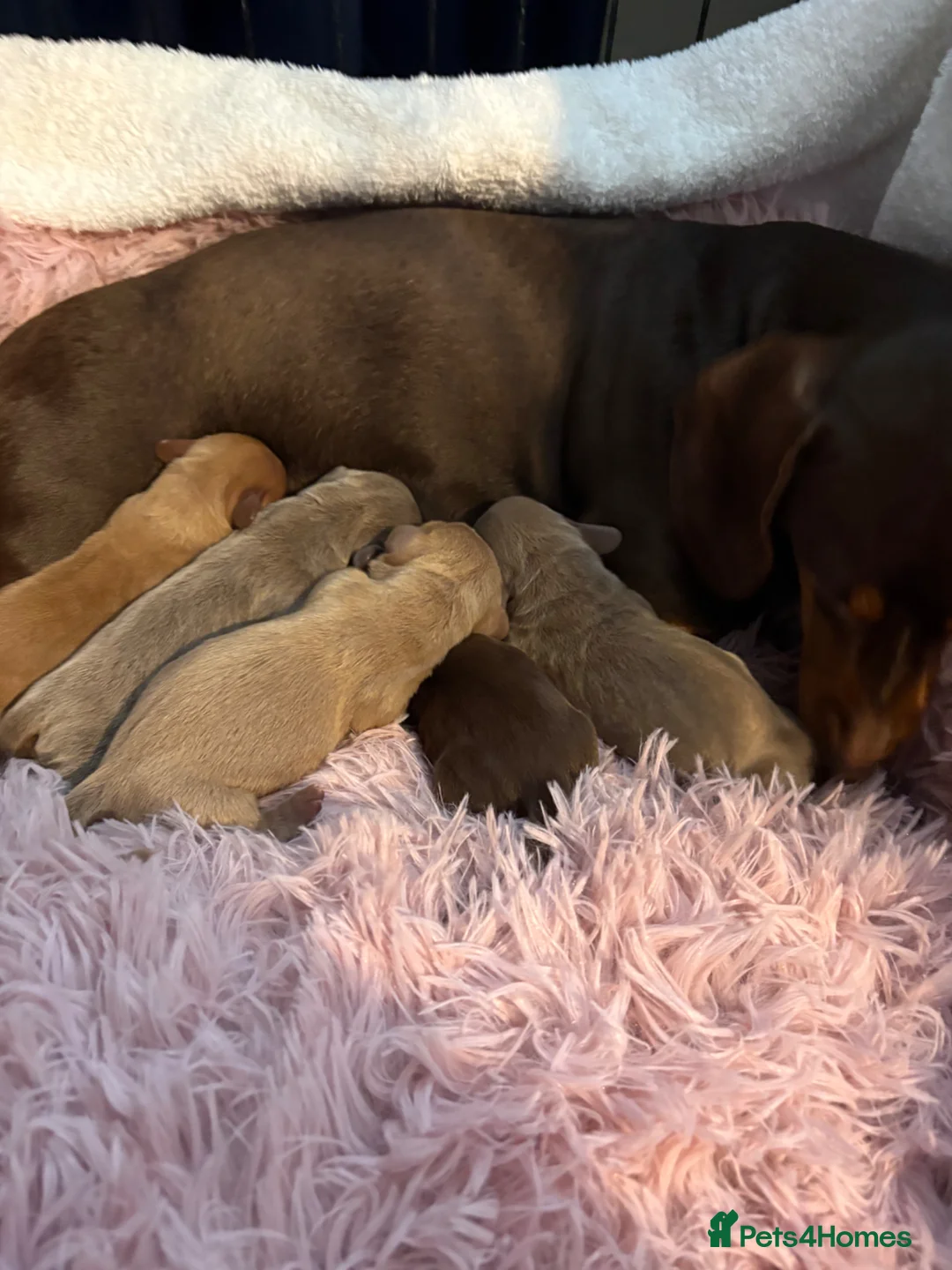 Dachshund dogs for sale: Miniature dachshund  - Advert 8