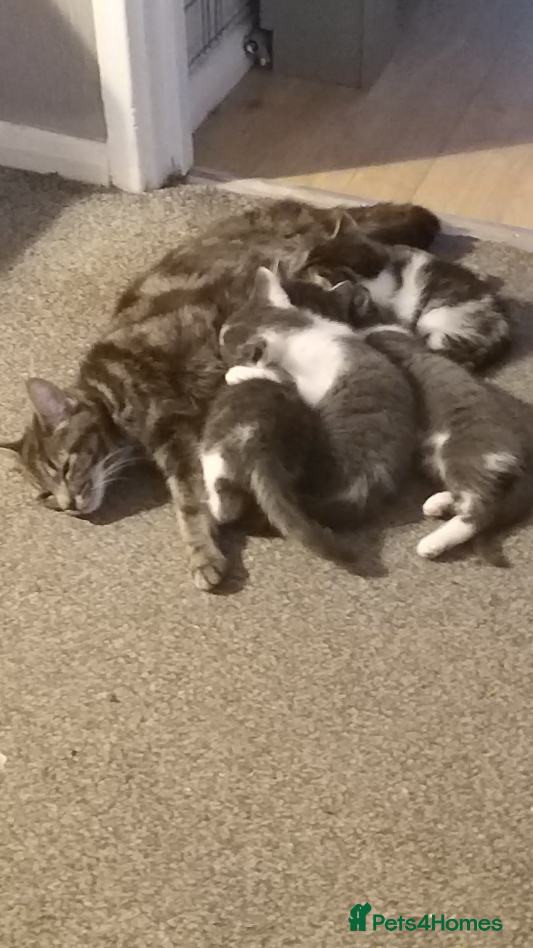 American Shorthair cats for sale: 4 gorgeous little kittens - Image 7