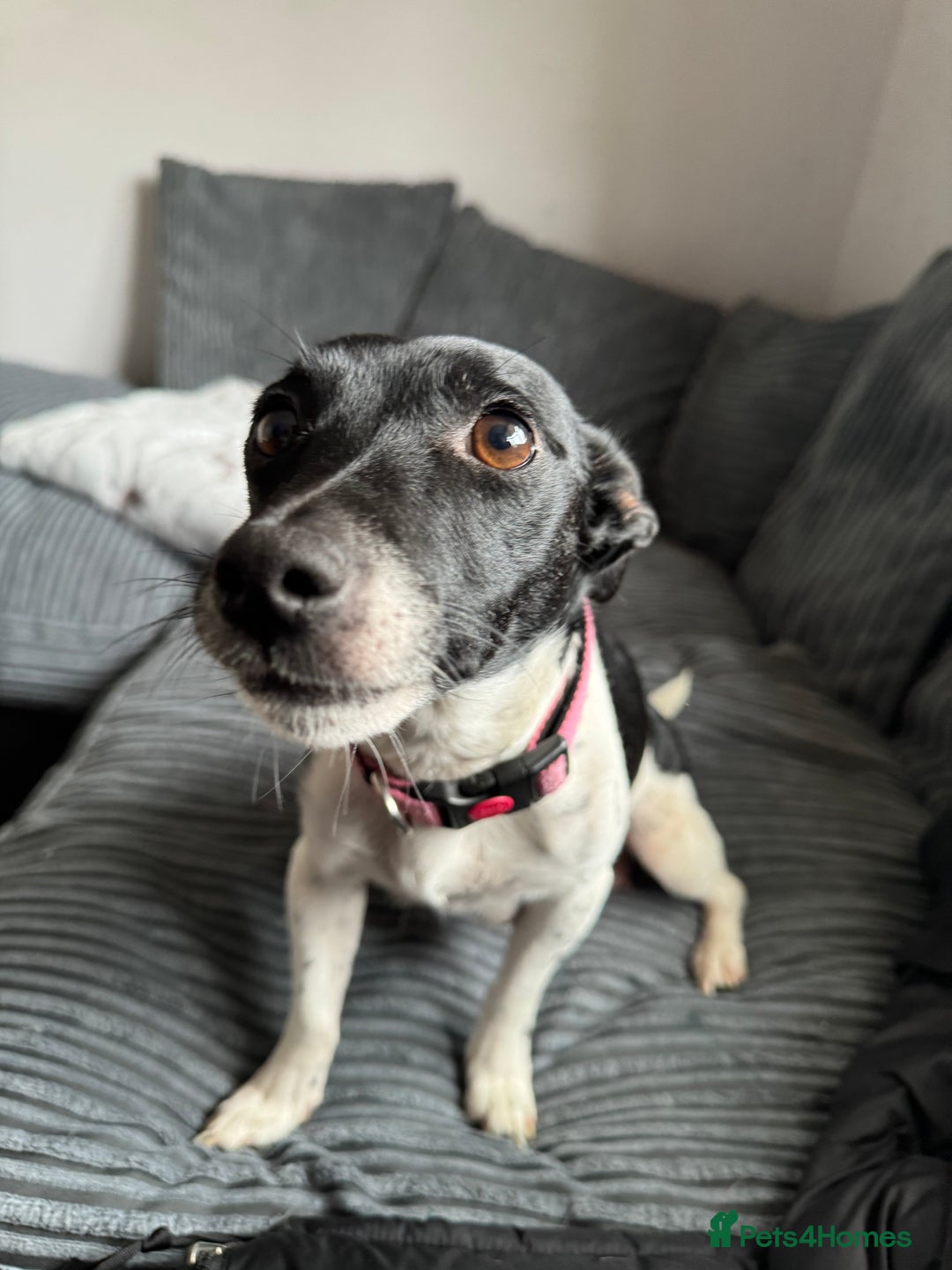 Jack Russell dogs for sale: Jack russell pups - Image 11