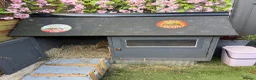 Tortoise reptiles for sale: Leopard tortoise NOW SOLD - Advert 2
