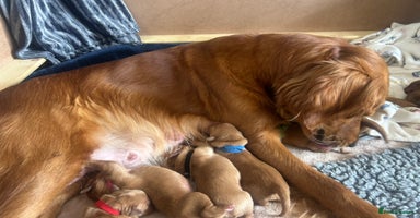 Golden Retriever dogs - Advert 4