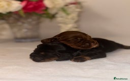 Cocker Spaniel dogs for sale: 🐶🐾beautiful show cocker spaniel puppy’s 🐶🐾 - Image 6