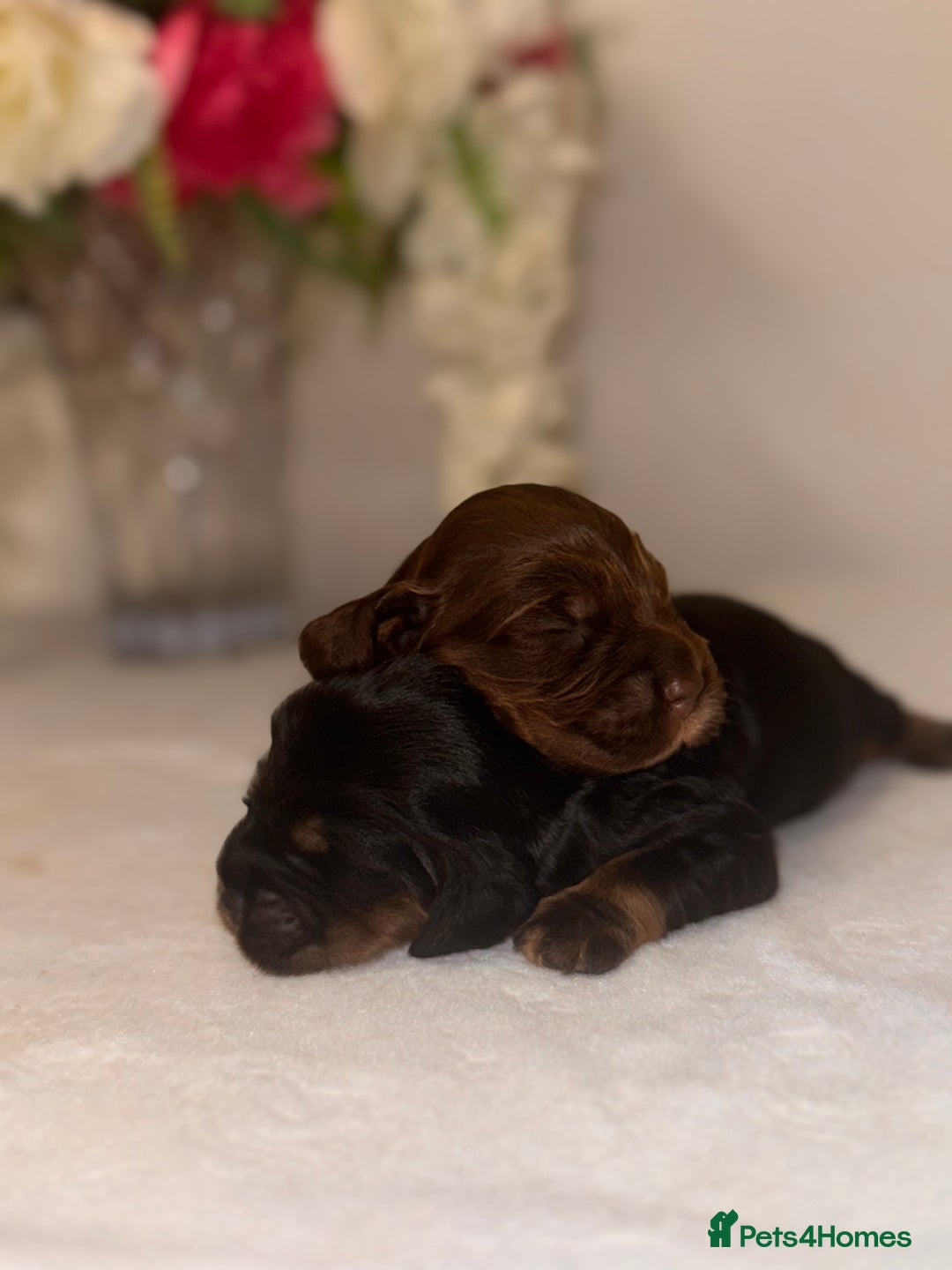 Cocker Spaniel dogs for sale: 🐶🐾beautiful show cocker spaniel puppy’s 🐶🐾 - Image 6