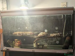 Turtle reptiles Turtle's - Advert 1