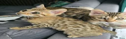 Bengal cats for sale: Ready NOW.. need go ASAP - Advert 7