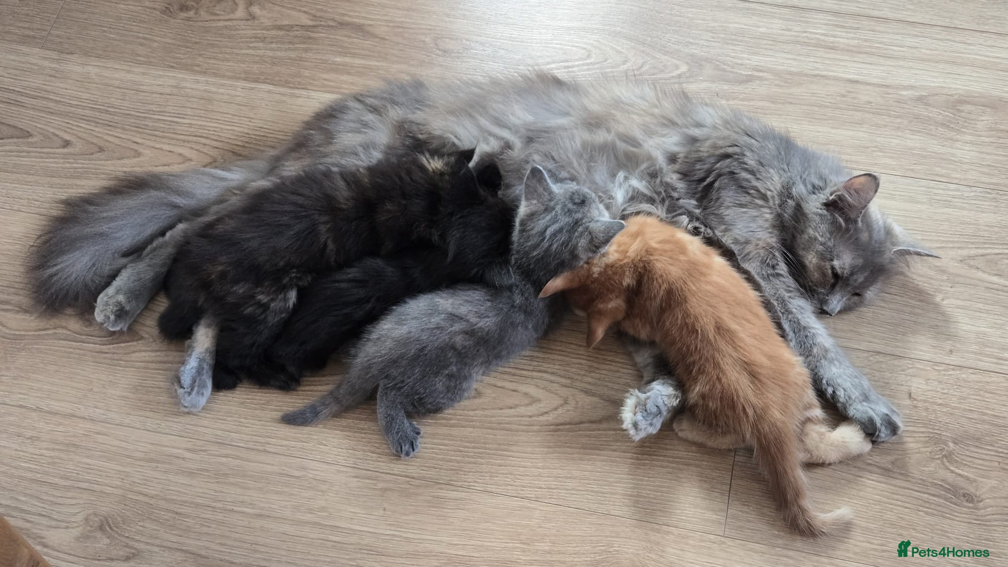 Mixed Breed cats Four Adorable Kittens Looking for Forever Homes - Advert 1