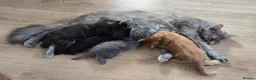 Mixed Breed cats for sale: Four Adorable Kittens Looking for Forever Homes - Advert 1