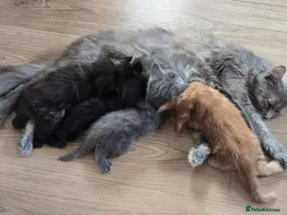Mixed Breed cats Four Adorable Kittens Looking for Forever Homes - Advert 5