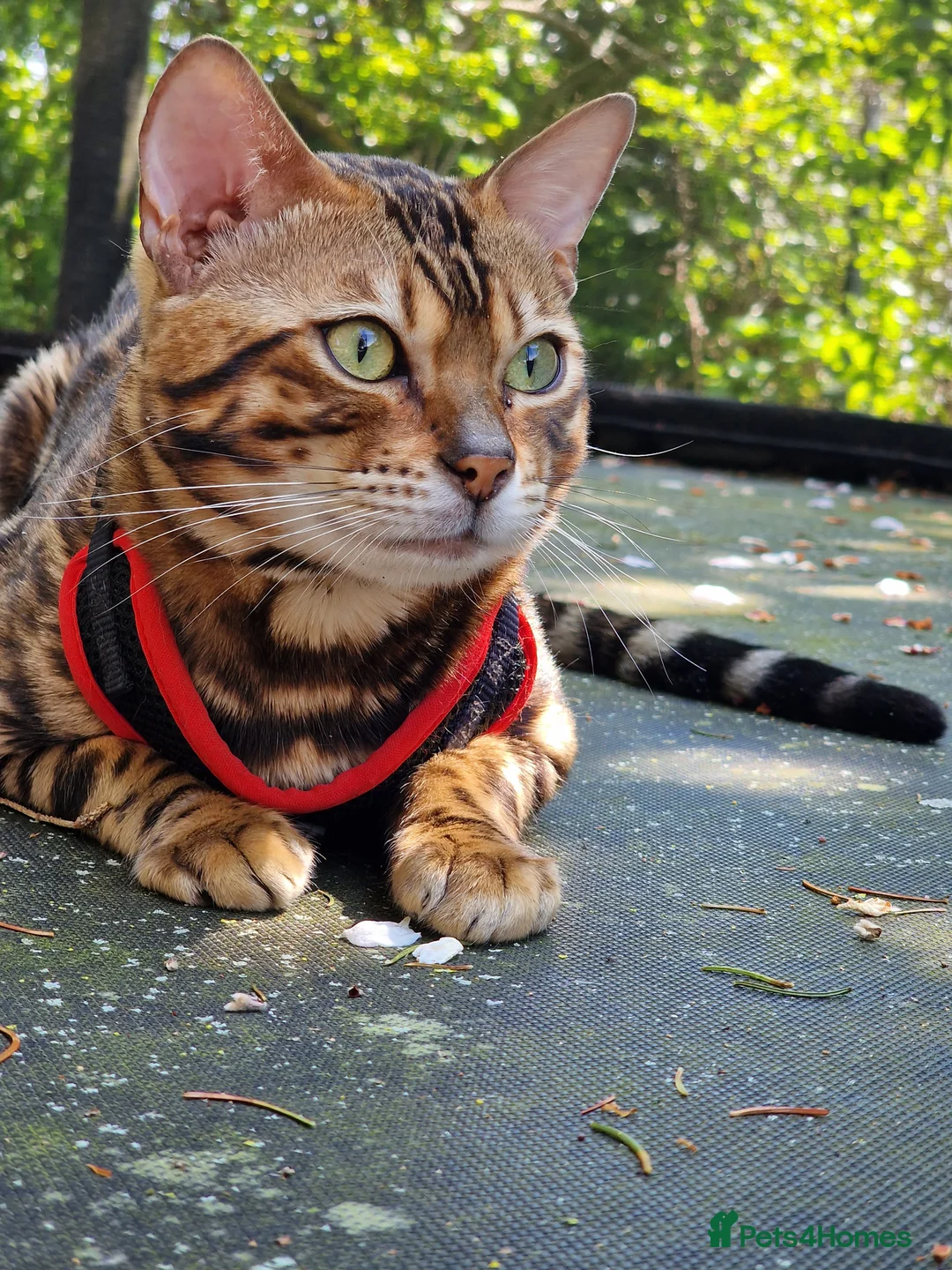 Bengal cats for stud: Bengal cat for stud, Fabio. in Peterborough - Advert 4