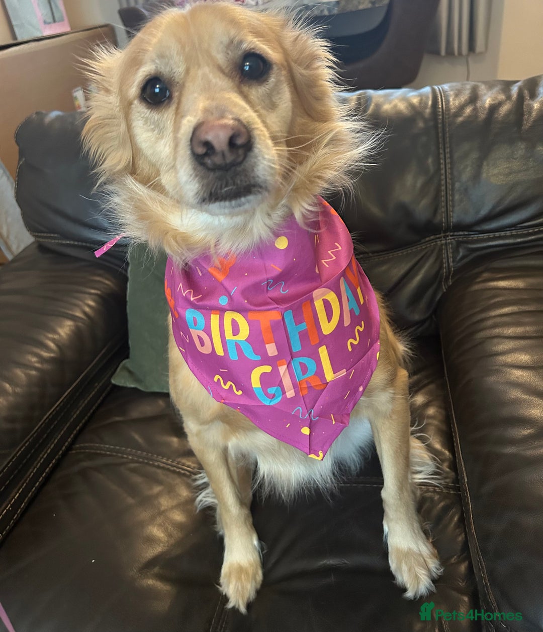 Mixed Breed dogs for sale: Cleo- Mixed Breed - Image 12