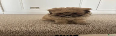 Pomapoo 3