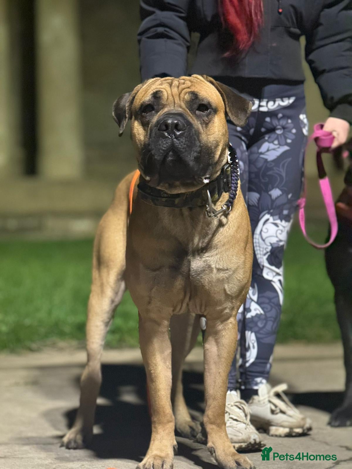 Cane Corso dogs STUD AVAILABLE  - Advert 4