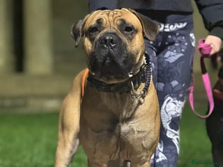 Cane Corso dogs STUD AVAILABLE - Advert 4