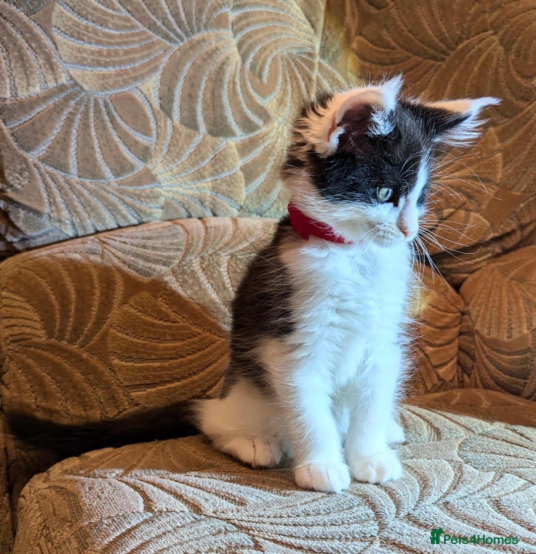 Maine Coon cats for sale: 🐾 Giant GCCF Maine Coon Kitties Champion Lines - Image 9