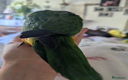 Parrots birds for sale: Black headed caique silly tamed babies - Image 4