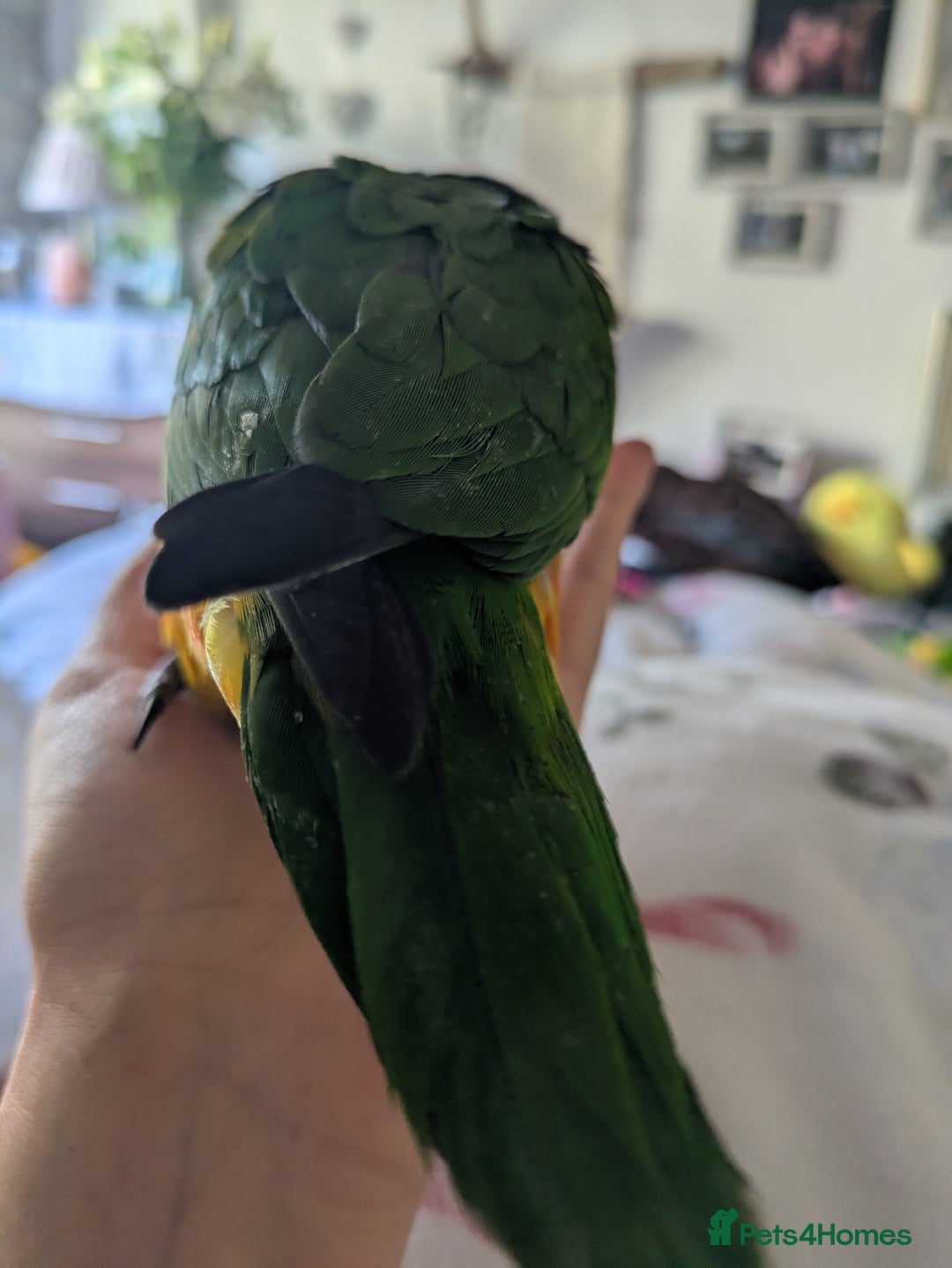 Parrots birds for sale: Black headed caique silly tamed babies - Image 4