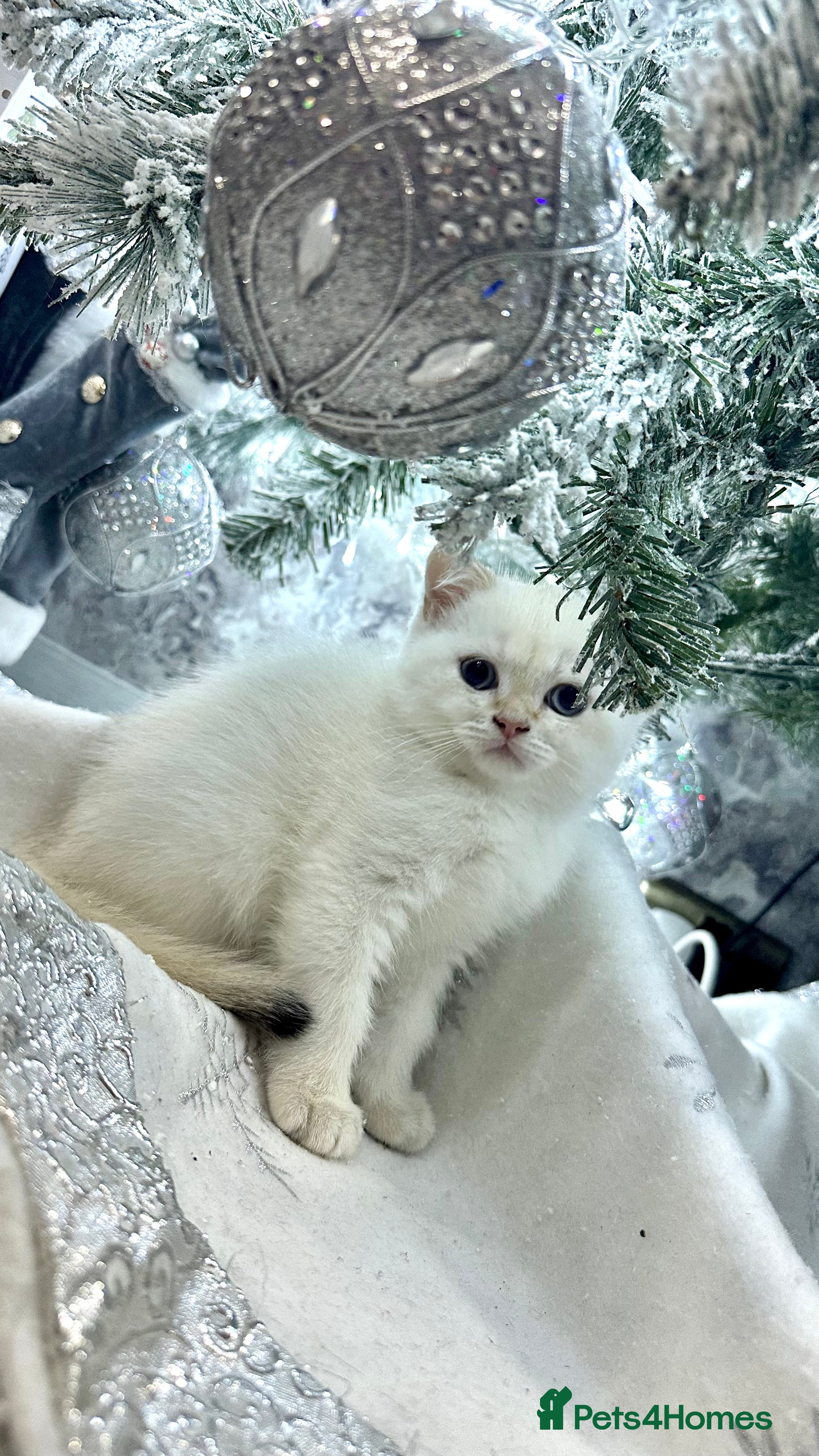 British Shorthair cats Fully pedigree kittens - Advert 1