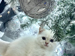 British Shorthair cats Fully pedigree kittens - Advert 1