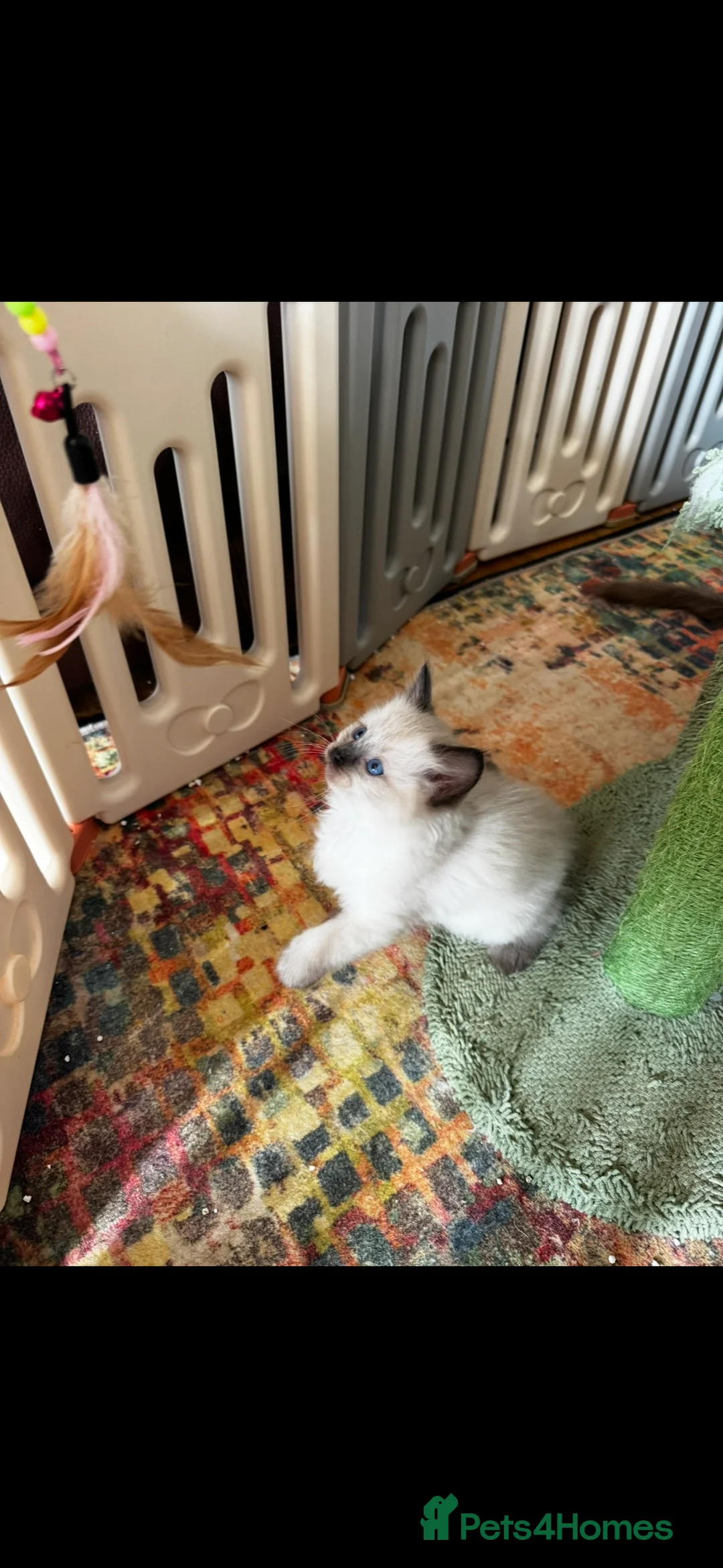 Ragdoll cats for sale: Beautiful ragdoll kittens  - Advert 22